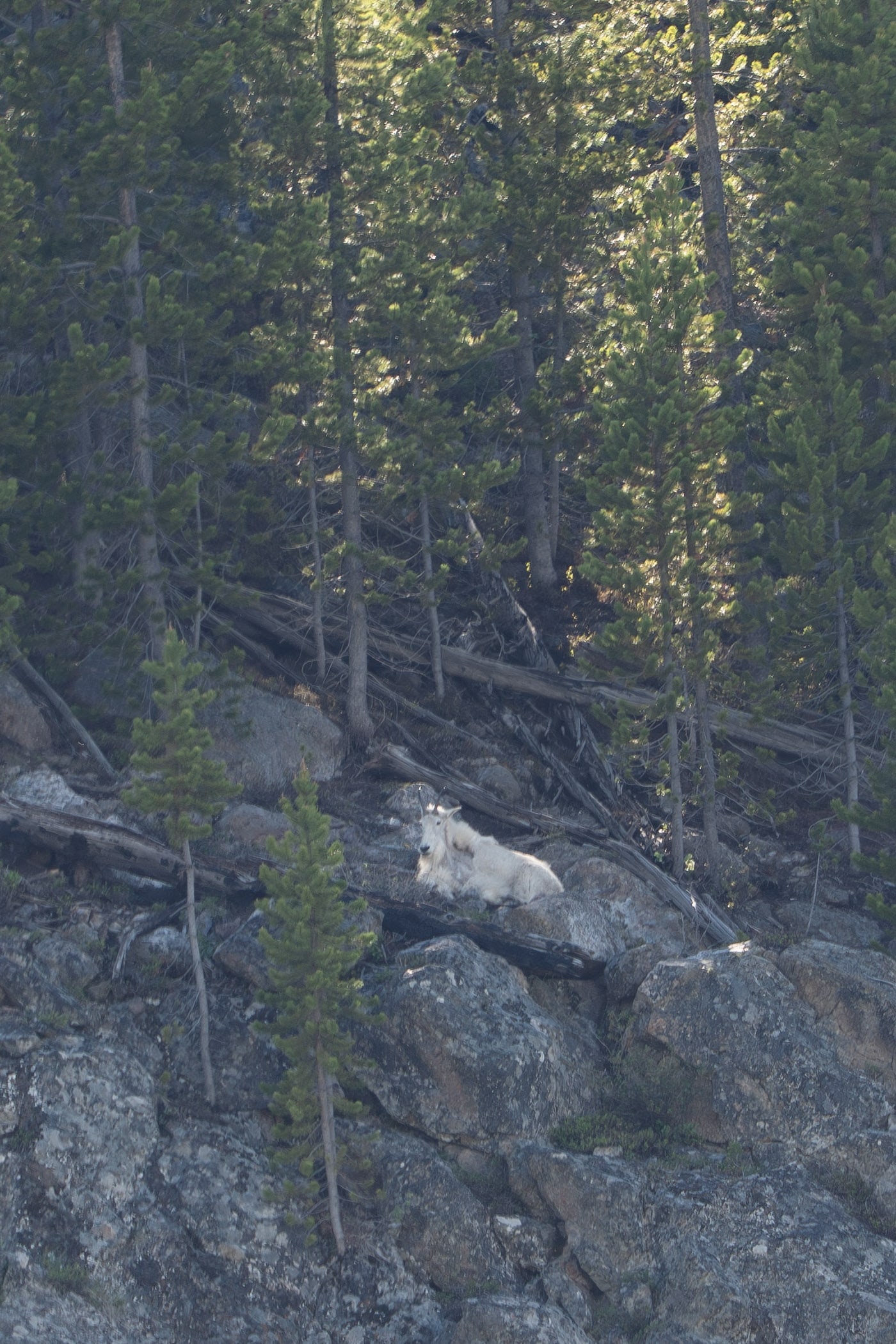 Mountain Goat