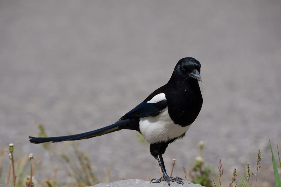 Black-billed Magpie