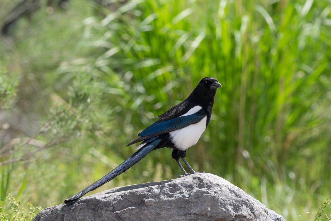 Black-billed Magpie