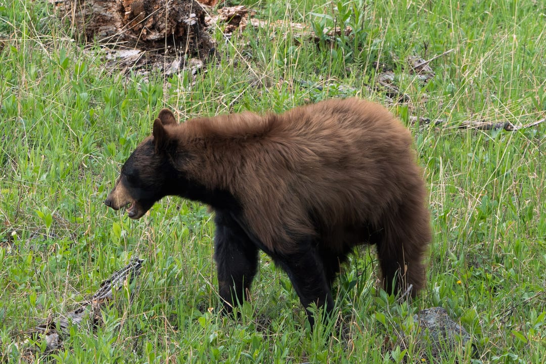 American Black Bear
