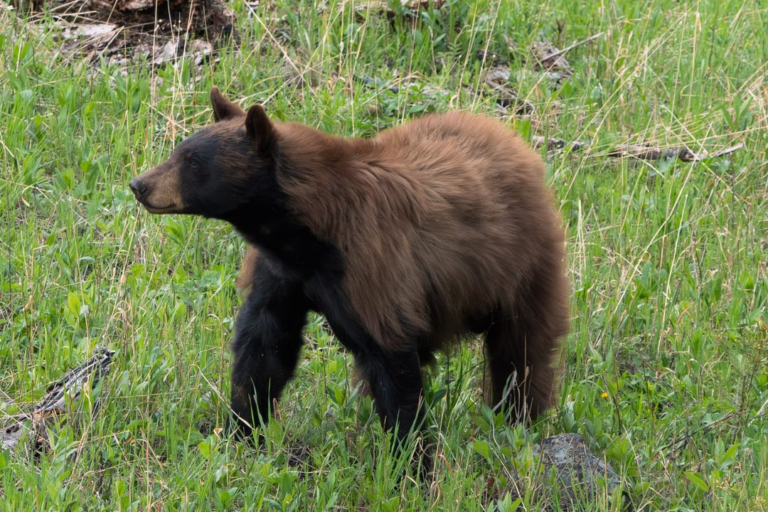 American Black Bear