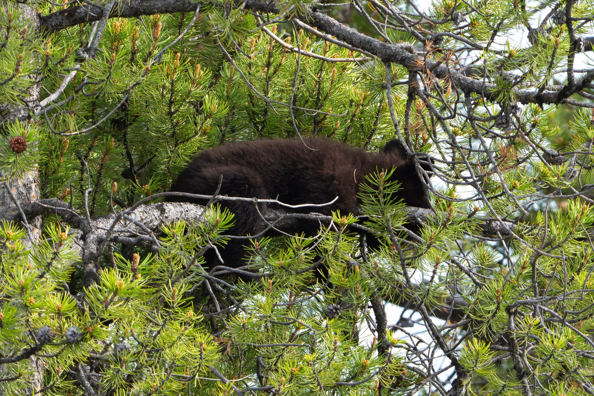 Black Bear