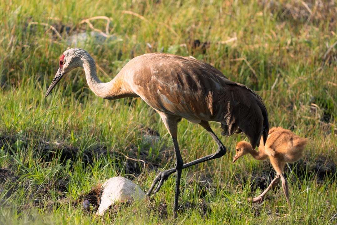 Sandhill Crane