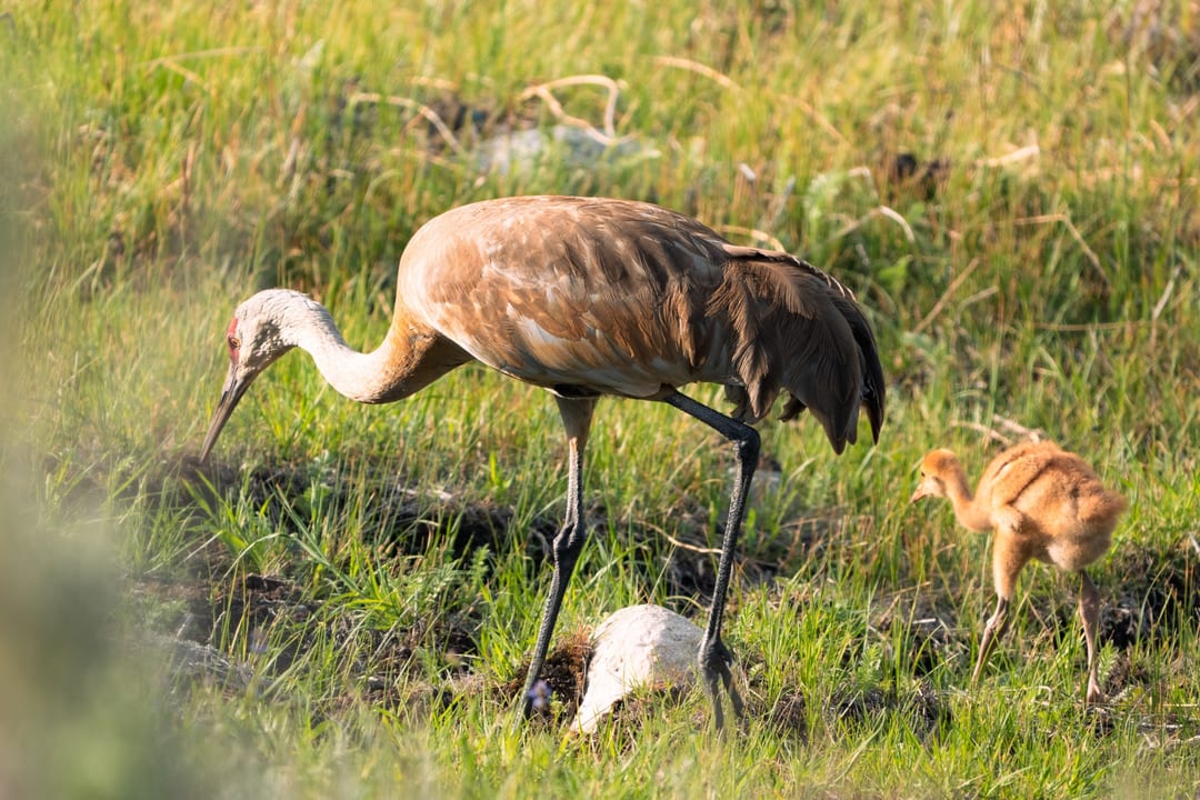 Sandhill Crane
