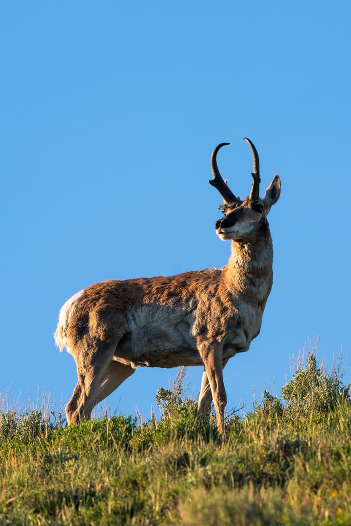 Pronghorn