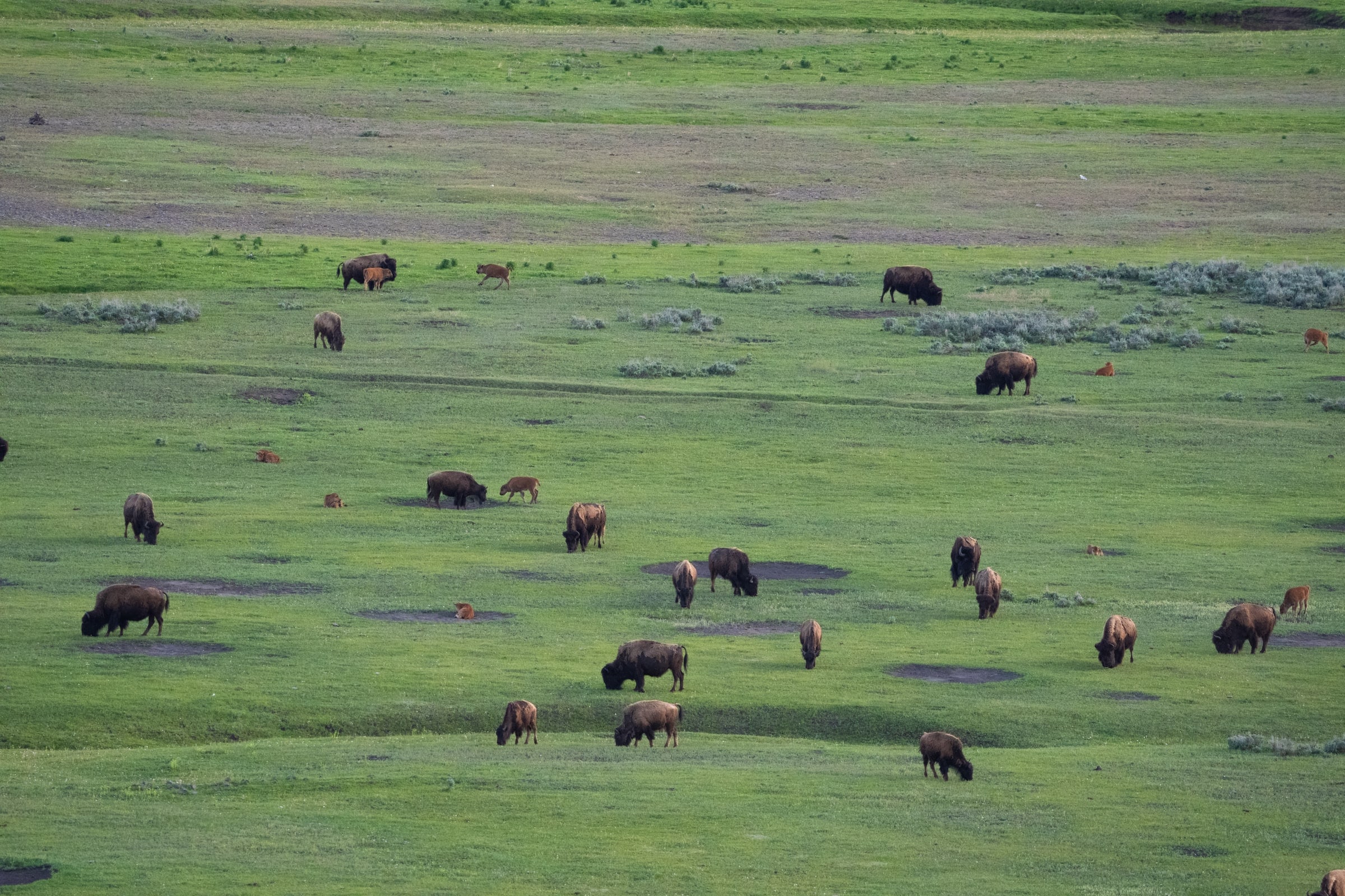 American Bison