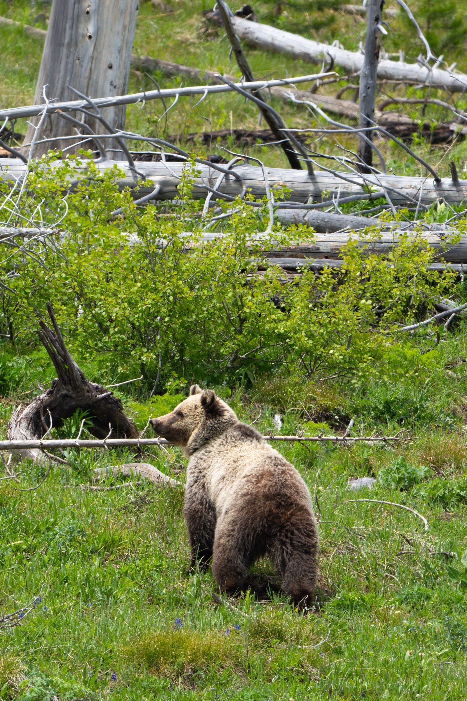 Grizzly Bear