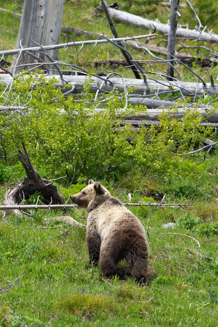 Grizzly Bear