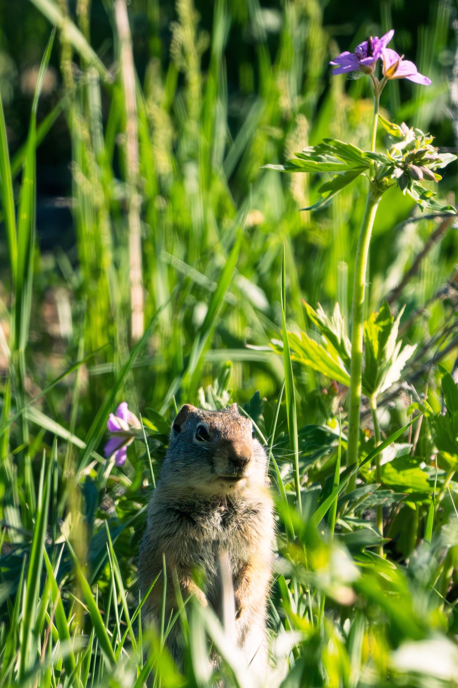 Uinta Ground Squirrel