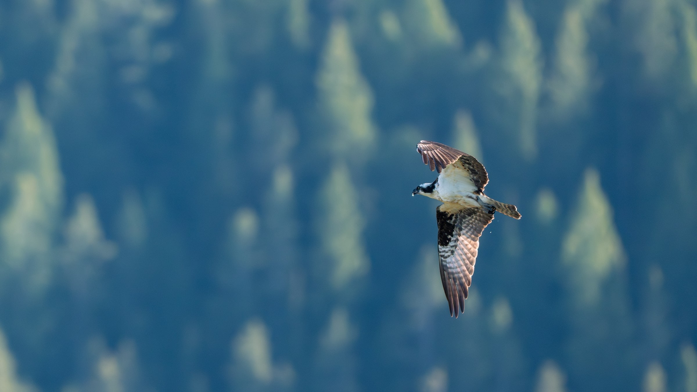Osprey