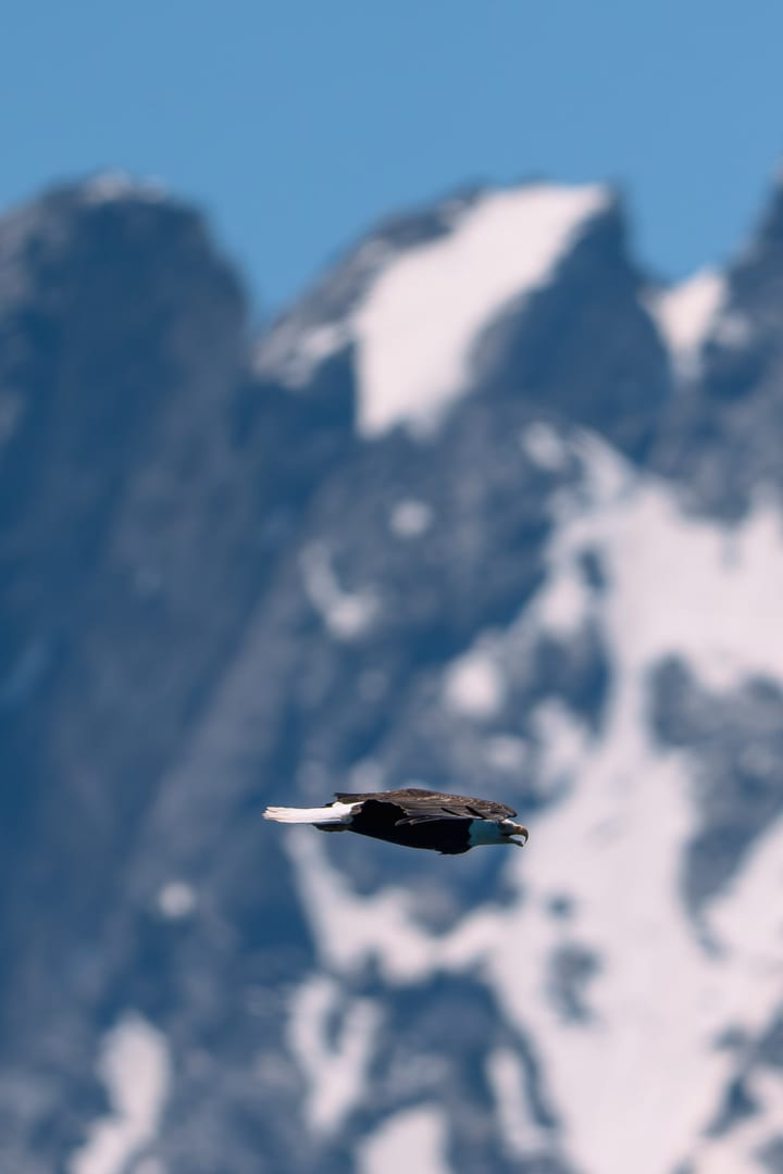 Bald Eagle