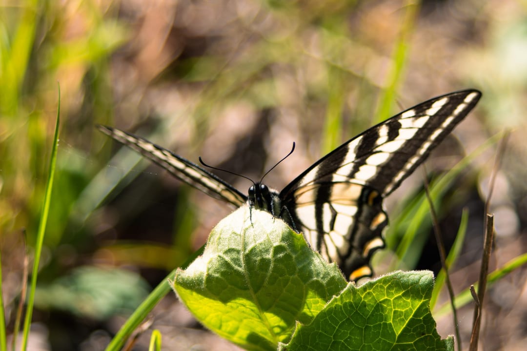 Tiger Swallowtail