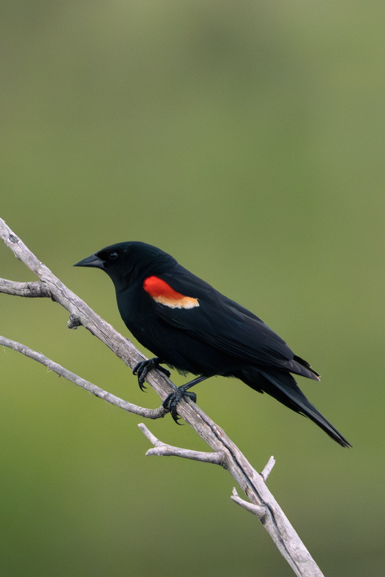 Red-winged Blackbird