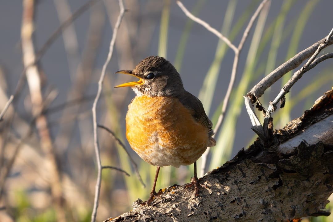 American Robin